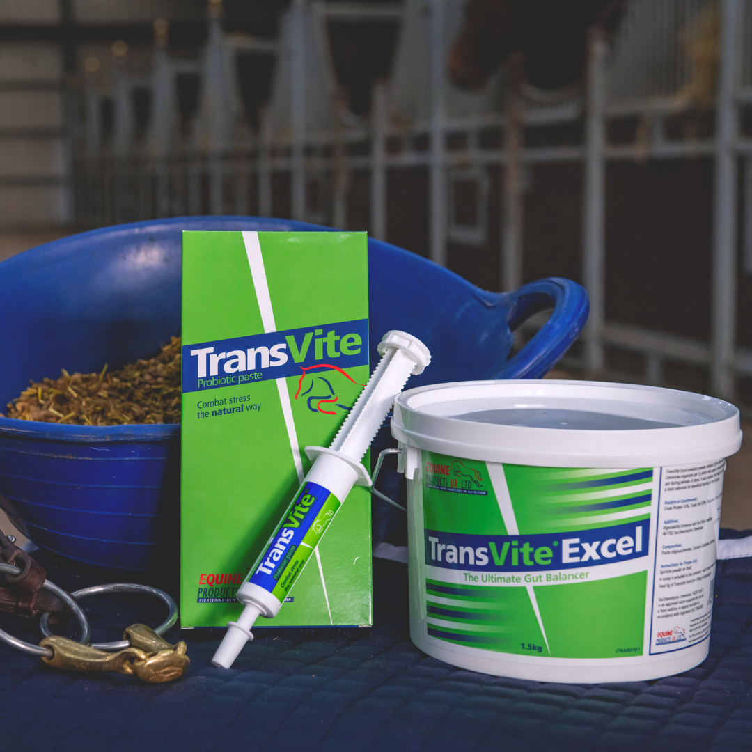 Transvite Paste - Konsentrert probiotisk pasta for stressperioder og unghester